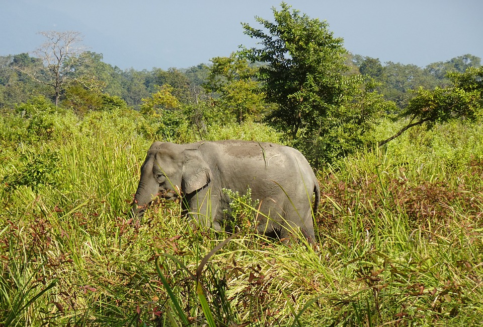 Read more about the article അരിക്കൊമ്പൻ വിഷയത്തിൽ ഇടുക്കിയിൽ ഹർത്താൽ