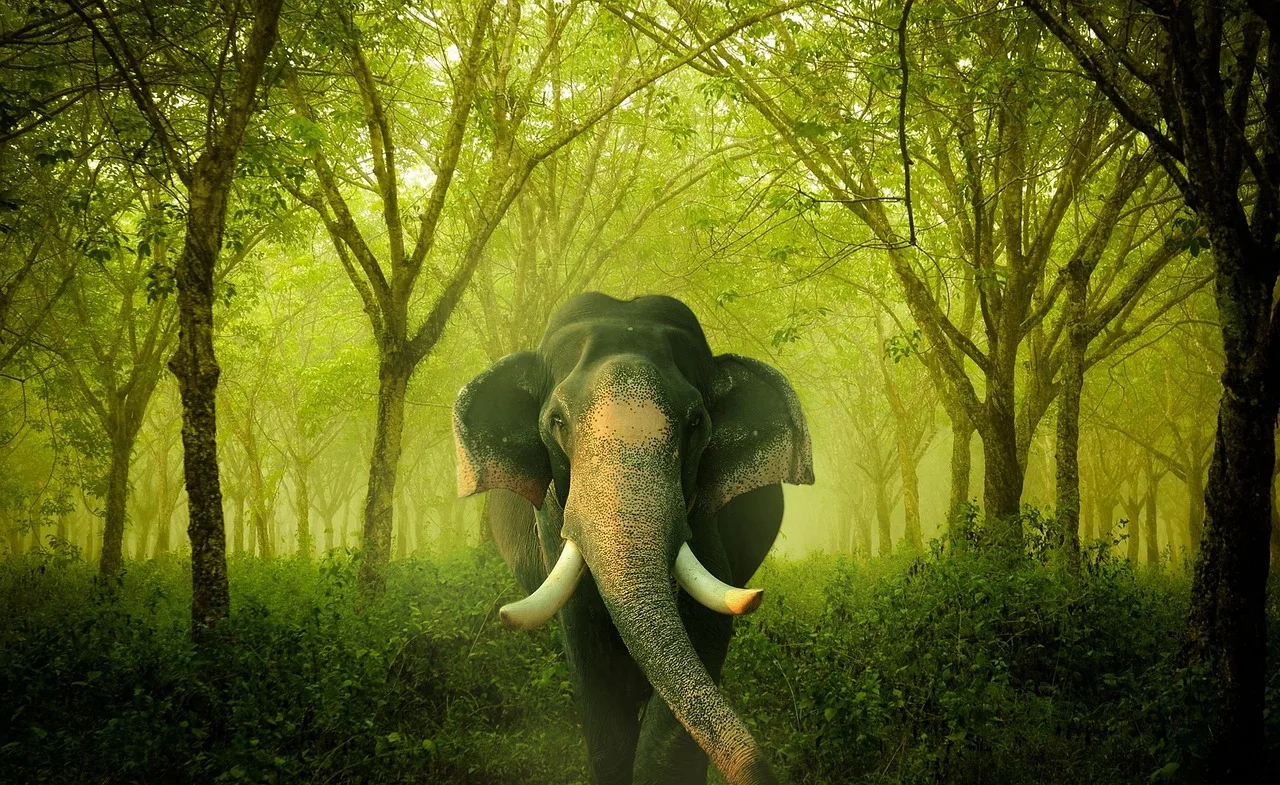 You are currently viewing വയനാട്ടിൽ കാട്ടാനയുടെ ആക്രമണത്തിൽ ഒരു ജീവൻ കൂടി പൊലിഞ്ഞു