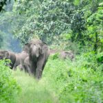 അതിരപ്പള്ളിയിൽ കാട്ടാനയുടെ ആക്രമണം: ഷൂട്ടിംഗ് ക്രൂ കഷ്ടിച്ച് രക്ഷപ്പെട്ടു.