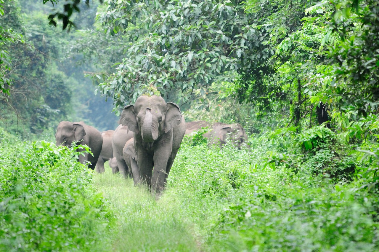 Read more about the article വാളയാറിൽ കാട്ടാനയുടെ ആക്രമണത്തിൽ കർഷകന് ഗുരുതര പരിക്ക്