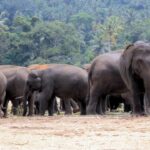 ആറളം ഫാമിൽ തമ്പടിച്ചിരിക്കുന്ന കാട്ടാനകളെ ഉൾക്കാട്ടിലേക്ക് തുരത്തി വിടാൻ നടപടികൾ സ്വീകരിച്ചതായി വനമന്ത്രി എ കെ ശശിധരൻ