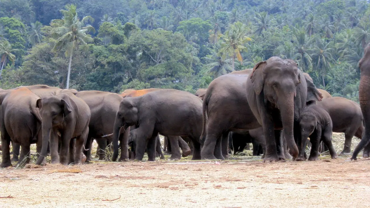 You are currently viewing ആറളം ഫാമിൽ തമ്പടിച്ചിരിക്കുന്ന കാട്ടാനകളെ ഉൾക്കാട്ടിലേക്ക് തുരത്തി വിടാൻ നടപടികൾ സ്വീകരിച്ചതായി വനമന്ത്രി എ കെ ശശിധരൻ