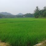 ‘കതിര്‍മണി’ പദ്ധതിക്ക് വയസ് രണ്ടാകുമ്പോള്‍ വിപണിയില്‍ നിറയുന്നത് 60 ടണ്‍ മട്ടഅരി.<br>
