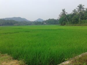 Read more about the article ‘കതിര്‍മണി’ പദ്ധതിക്ക് വയസ് രണ്ടാകുമ്പോള്‍ വിപണിയില്‍ നിറയുന്നത് 60 ടണ്‍ മട്ടഅരി.<br>