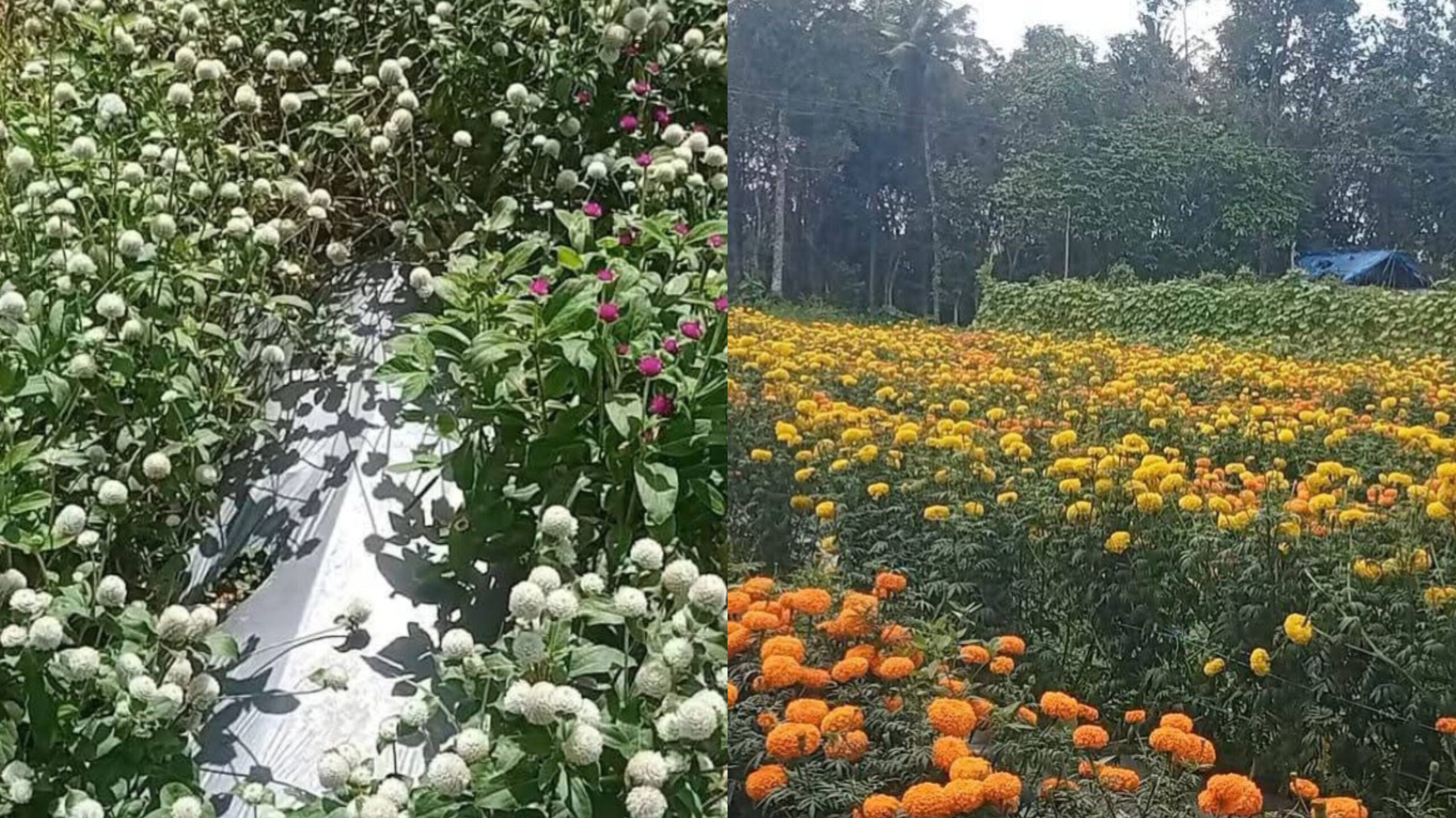 Read more about the article ഓണത്തിനായുള്ള പൂക്കളാൽ വിരിഞ്ഞു കുളക്കടയുടെ പാടശേഖരം