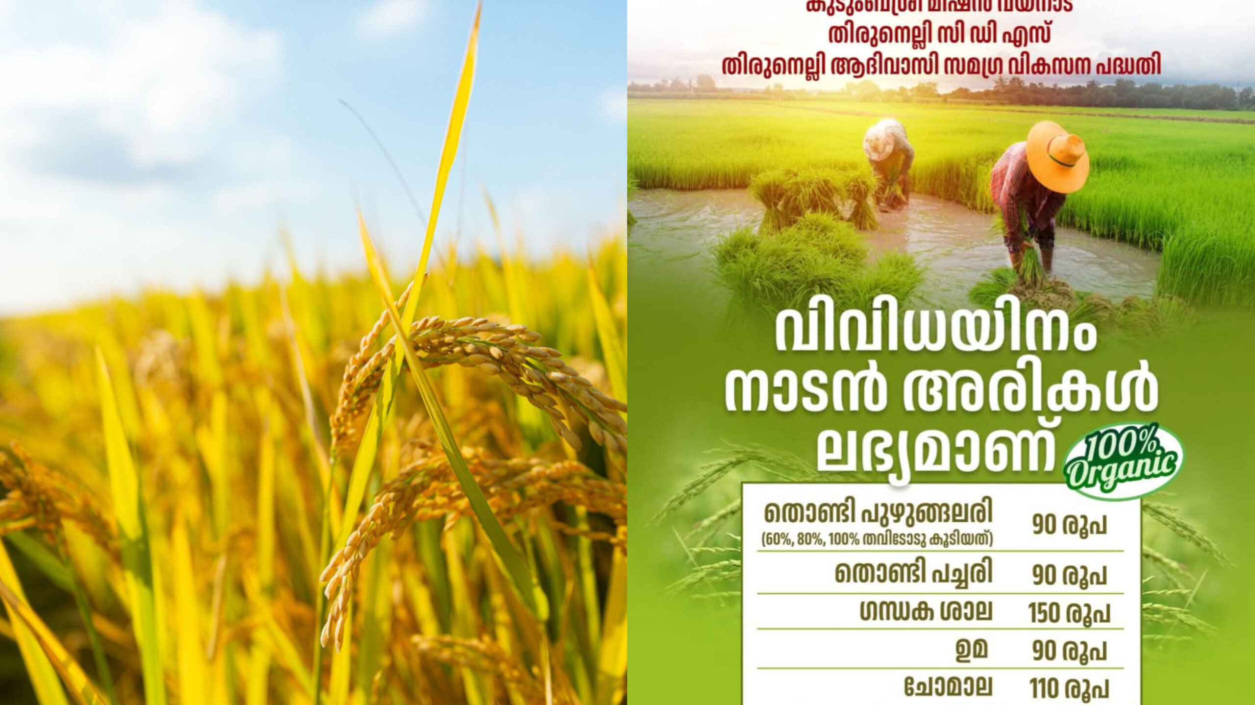Read more about the article 100% ജൈവ രീതിയിൽ കൃഷി ചെയ്ത നാടൻ അരികളുമായി കുടുംബശ്രീ മിഷൻ വയനാട് രംഗത്ത്