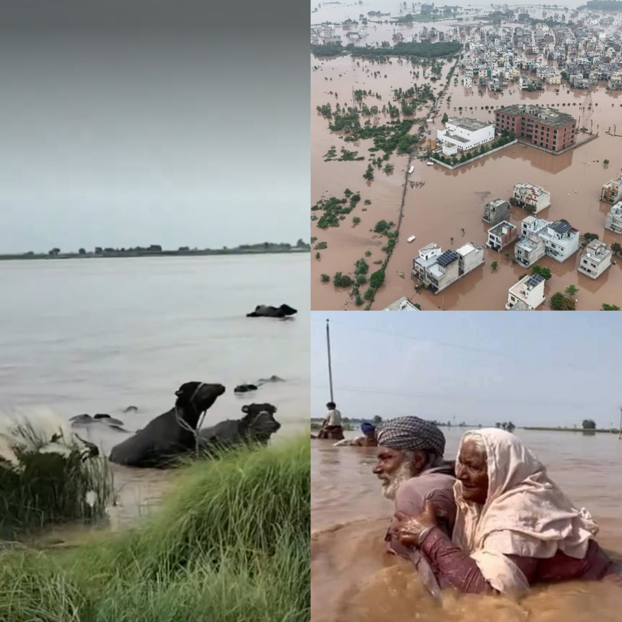 Read more about the article പഞ്ചാബിൽ കനത്ത മഴയെ തുടർന്ന് പ്രളയം: 29 മരണം, ആയിരക്കണക്കിന് ഏക്കർ കൃഷിയിടം വെള്ളത്തിനടിയിൽ.