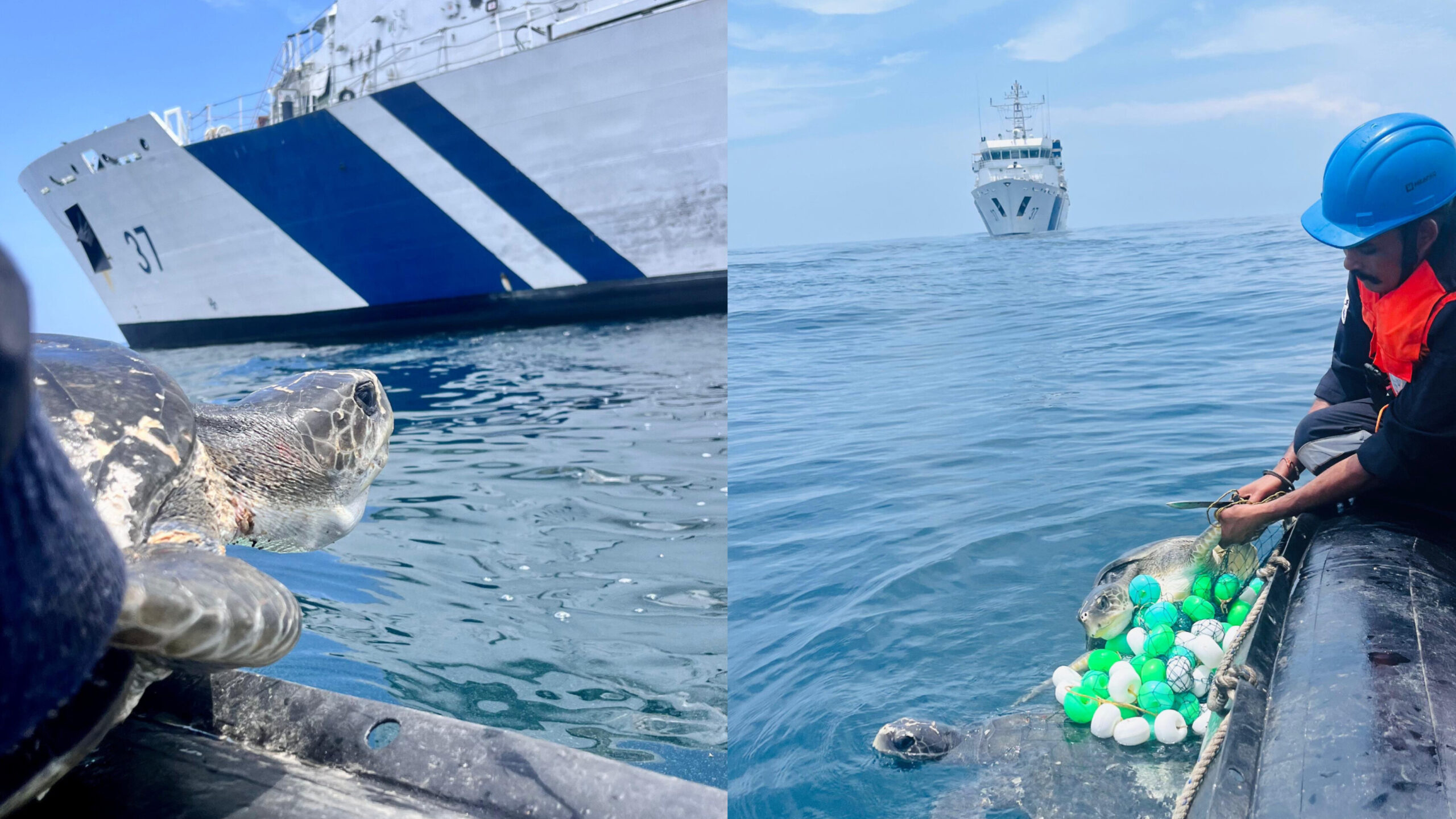 Read more about the article മാന്നാർ ഉൾക്കടലിൽ ഉപേക്ഷിക്കപ്പെട്ട മീൻ വലകളിൽ കുടുങ്ങിയ ഒലിവ് റിഡ്‌ലി കടലാമകളെ ഇന്ത്യൻ കോസ്റ്റ് ഗാർഡ് രക്ഷപ്പെടുത്തി