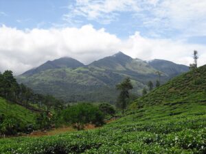 Read more about the article കോഴിക്കോട്–വയനാട് ബദൽ പാതക്ക് ചലനം; വനത്തിൽ സർവേ വ്യാഴാഴ്‌ച ആരംഭിക്കും