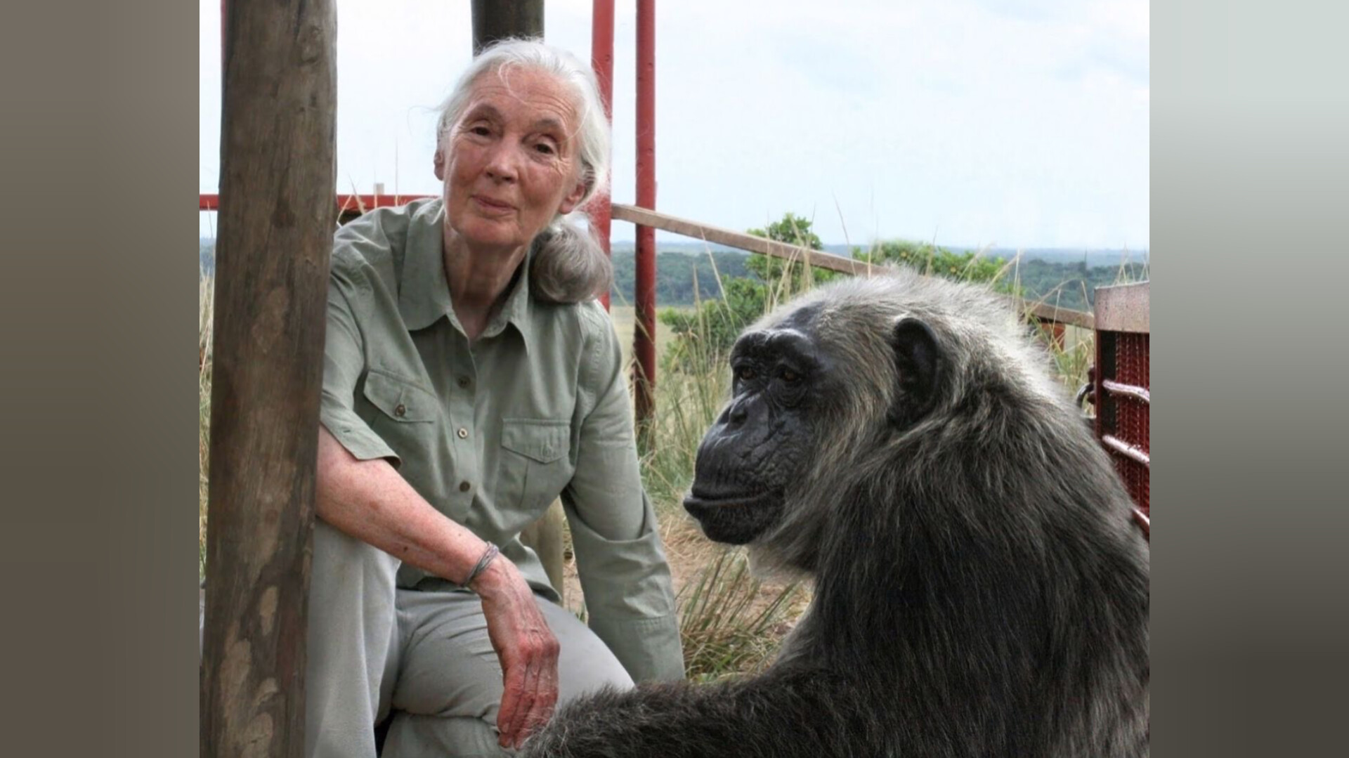 Read more about the article പ്രൈമറ്റോളജിസ്റ്റും പരിസ്ഥിതി പ്രവർത്തകയുമായ ജെയ്ൻ ഗുഡാൾ 91-ാം വയസ്സിൽ അന്തരിച്ചു