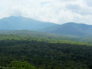 Read more about the article വന്യജീവി സംരക്ഷണ ഭേദഗതി ബില്‍, വനം ഭേദഗതി ബില്‍ എന്നിവ നിയമസഭ പാസാക്കി.