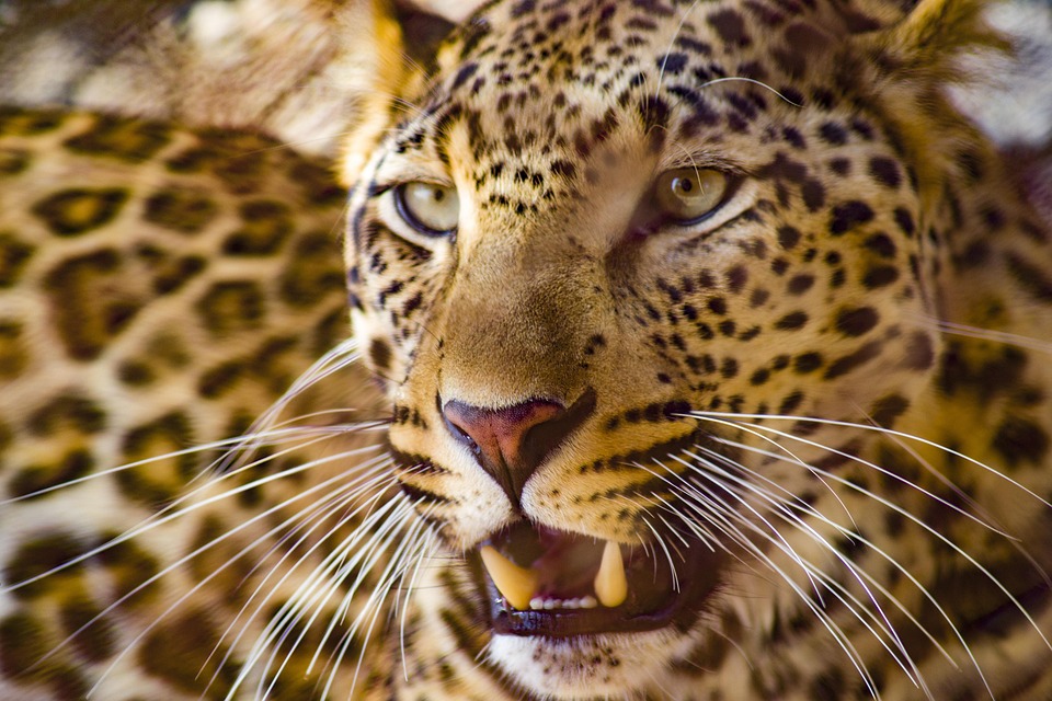 Read more about the article പുത്തൂര്‍ സുവോളജിക്കൽ പാർക്ക് 28ന് നാടിന് സമർപ്പിക്കും