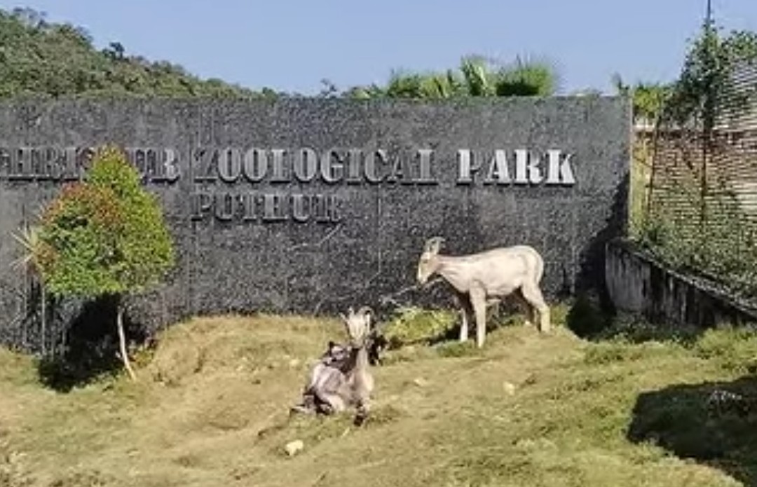 Read more about the article തൃശൂർ പുത്തൂർ മൃഗശാലയിൽ തെരുവുനായകളുടെ ആക്രമണം:പത്ത് മാനുകൾ ചത്തു