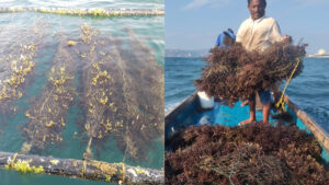 Read more about the article കടുത്ത തിരമാലകൾ ഉള്ള കടലിൽ കടൽ പായൽ കൃഷി ചെയ്യാൻ ട്യൂബ്-നെറ്റ് കൃഷി സംവിധാനം ഐസിഎആർ-സിഎംഎഫ്ആർഐ അനാവരണം ചെയ്തു