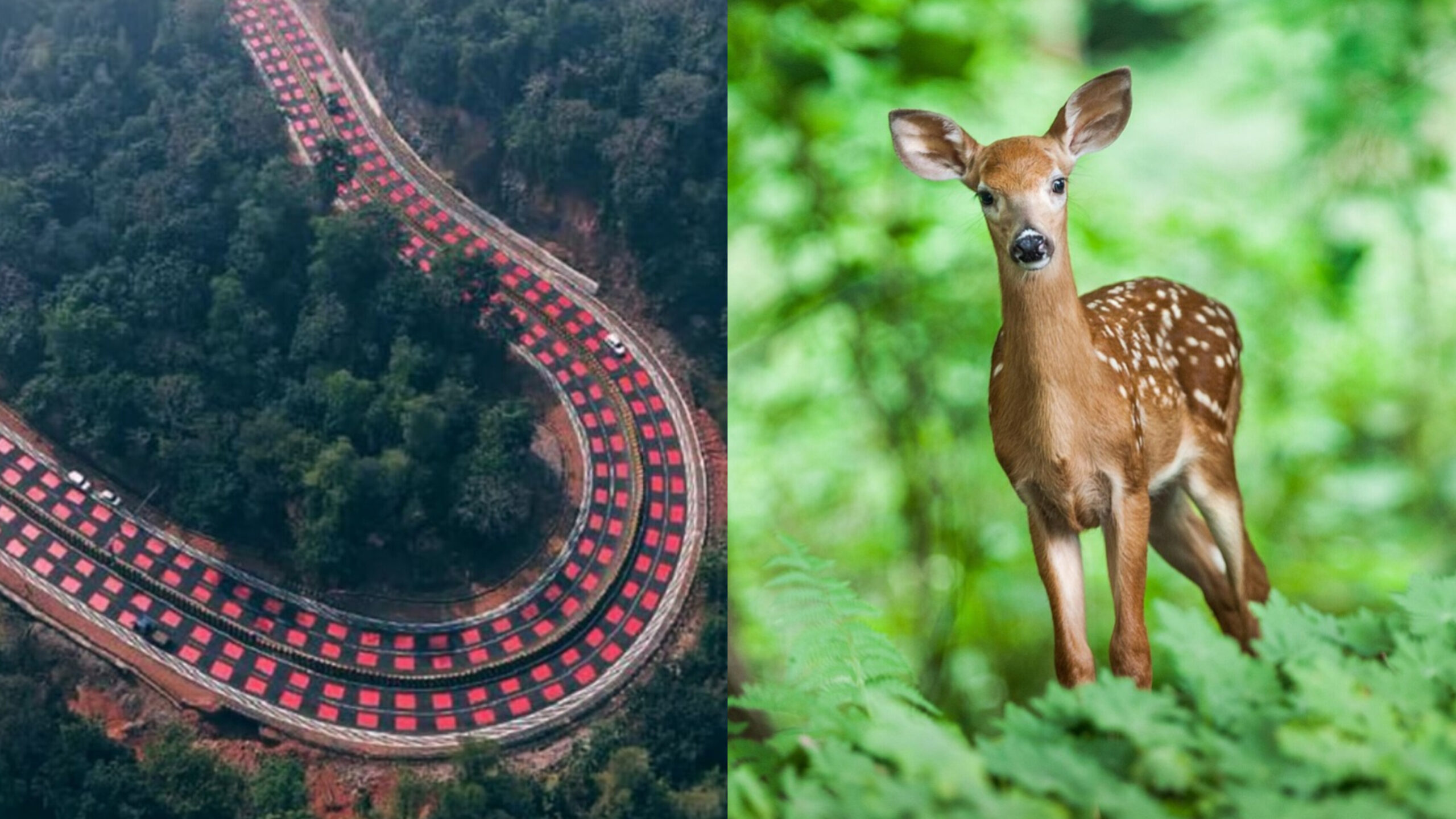 Read more about the article ജബൽപൂർ-ഭോപ്പാൽ ഹൈവേയിൽ ഇന്ത്യയിലെ ആദ്യത്തെ ചുവന്ന ‘ടേബിൾടോപ്പ്’ റോഡ് മാർക്കിംഗുകൾ സ്ഥാപിച്ചു