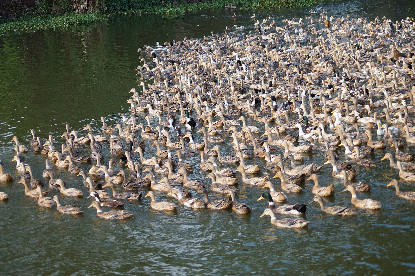 You are currently viewing ആലപ്പുഴ–കോട്ടയം ജില്ലകളിൽ പക്ഷിപ്പനി സ്ഥിരീകരിച്ചു; നിയന്ത്രണ നടപടികൾ ശക്തമാക്കി