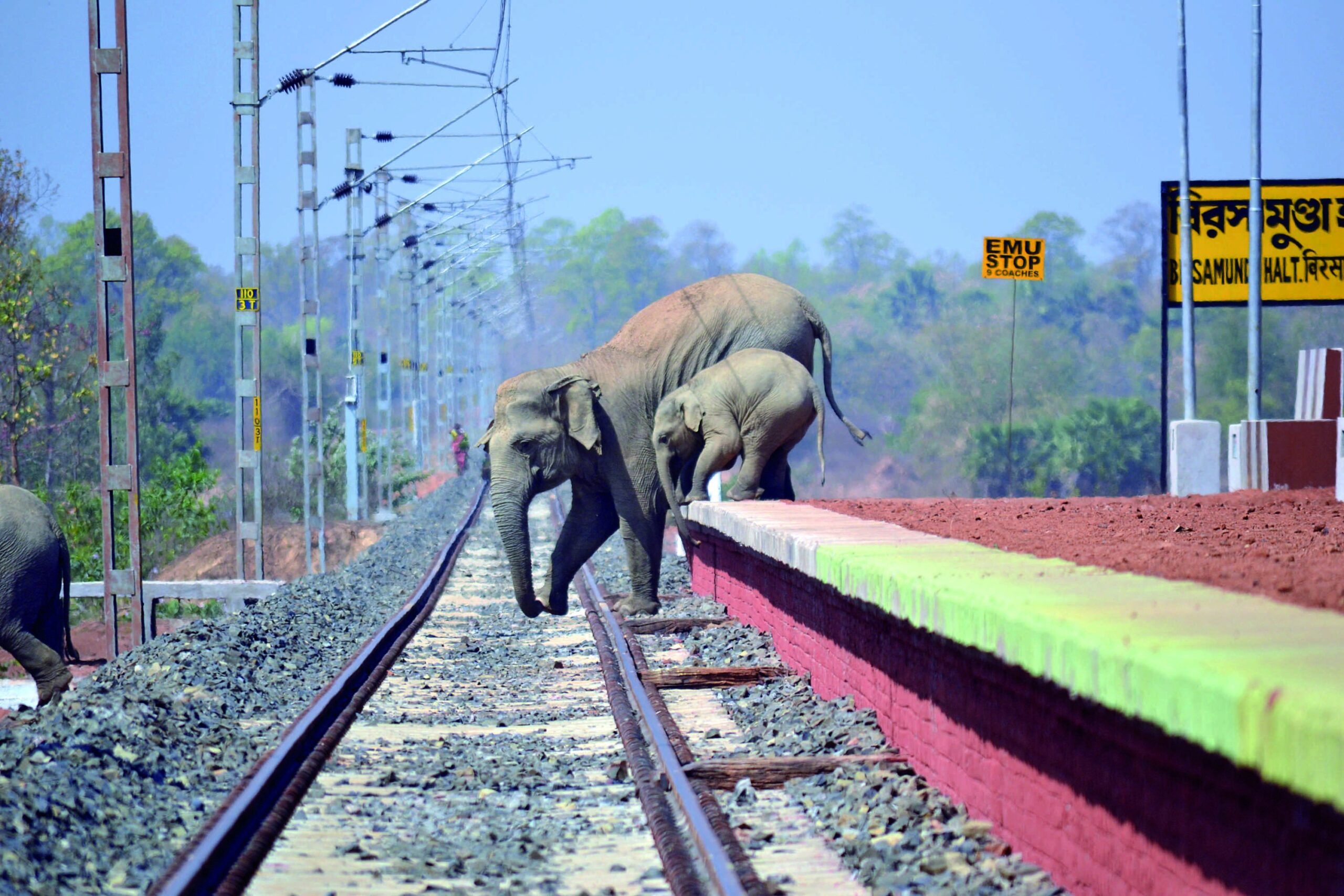 Read more about the article ട്രാക്കുകളിലെ വന്യജീവികളെ സംരക്ഷിക്കുന്നതിനായി ഇന്ത്യൻ റെയിൽവേ എഐ- അധിഷ്ഠിത സംവിധാനങ്ങൾ ശക്തിപ്പെടുത്തുന്നു