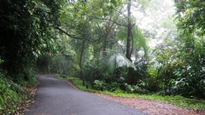 Read more about the article അച്ചൻകോവിൽ–അലിമുക്ക് റോഡിൽ നിയന്ത്രണങ്ങൾ; അയ്യപ്പഭക്തർക്ക് വനം വകുപ്പിന്റെ ജാഗ്രതാ നിർദേശം