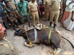 Read more about the article ചെന്നിത്തലയിൽ പരിഭ്രാന്തി പരത്തിയ കാട്ടുപോത്തിനെ മയക്കുവെടി വെച്ച് പിടികൂടി