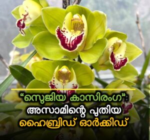 Read more about the article “സെുജിയ കാസിരംഗ”: അസാമിന്റെ പ്രകൃതി മഹിമയെ അനുസ്മരിച്ച് പുതിയ ഹൈബ്രിഡ് ഓർക്കിഡ്