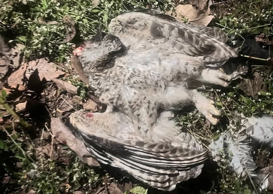 Read more about the article മലമൂങ്ങയെ വാഹനം ഇടിച്ച് ചത്ത നിലയിൽ കണ്ടെത്തി