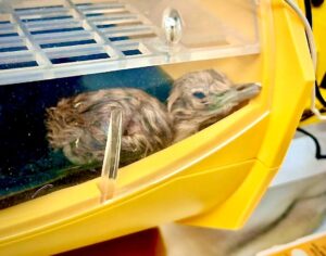 Read more about the article ഗ്രേറ്റ് ഇന്ത്യൻ ബസ്റ്റാർഡ് സംരക്ഷണ പദ്ധതി പുതിയ നാഴികക്കല്ല് പിന്നിട്ടു; രണ്ട് കുഞ്ഞുങ്ങൾ വിരിഞ്ഞു