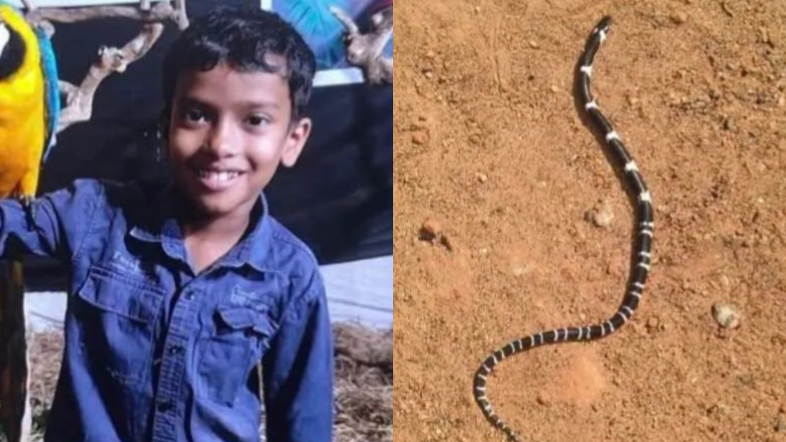 Read more about the article തലയണയ്ക്കടിയിൽ പാമ്പ്; എട്ട് വയസ്സുകാരൻ മരിച്ചു, സഹോദരൻ ഗുരുതരാവസ്ഥയിൽ