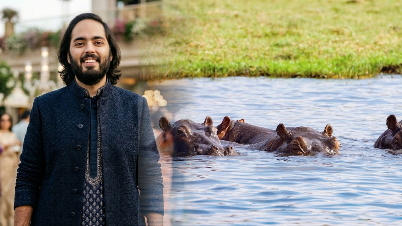 Read more about the article കൊളംബിയയിലെ കൊന്നൊടുക്കാൻ തീരുമാനിച്ച ഹിപ്പോകളെ  സംരക്ഷിക്കാൻ തയ്യാർ: അനന്ത് അംബാനി