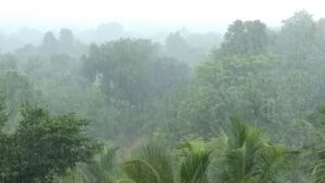 Read more about the article കേരളത്തിൽ ശക്തമായ മഴയ്ക്ക് സാധ്യത; 14 ജില്ലകളിലും യെല്ലോ അലർട്ട്, മത്സ്യത്തൊഴിലാളികൾക്ക് ജാഗ്രതാ നിർദേശം