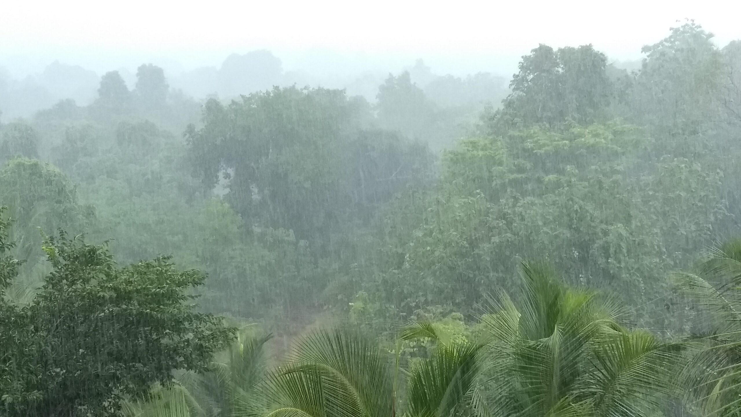 Read more about the article കേരളത്തിൽ ശക്തമായ മഴയ്ക്ക് സാധ്യത; 14 ജില്ലകളിലും യെല്ലോ അലർട്ട്, മത്സ്യത്തൊഴിലാളികൾക്ക് ജാഗ്രതാ നിർദേശം