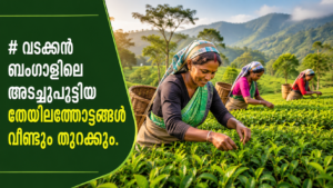 Read more about the article വടക്കൻ ബംഗാളിലെ അടച്ചുപൂട്ടിയ തേയിലത്തോട്ടങ്ങൾ വീണ്ടും തുറക്കും; ആയിരക്കണക്കിന് തൊഴിലാളികൾക്ക് ആശ്വാസം