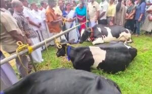 Read more about the article പ്രളയത്തിൽ 11 പശുക്കളെ നഷ്ടപ്പെട്ട അനിൽകുമാറിന് കൈത്താങ്ങായി ക്ഷീരവകുപ്പ്; നാല് പശുക്കളും കാലിത്തീറ്റയും 1.15 ലക്ഷം രൂപയും നൽകി