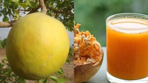 Read more about the article വരണ്ടപ്രദേശ കർഷകർക്ക് നേട്ടമായി ‘ഗോമ യാഷി’; മുള്ളില്ലാത്ത കുള്ളൻ ബേൽ ഇനം ശ്രദ്ധേയമാകുന്നു