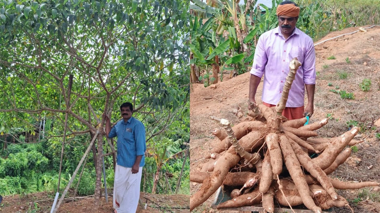Read more about the article പന്ത്രണ്ടടിയിലേറെ ഉയരം, ആയിരത്തോളം ശിഖരങ്ങൾ; പാറശ്ശാലയിൽ കൗതുകമായി ‘ഉള്ളി ചുവപ്പൻ’ മരച്ചീനി
