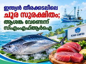 Read more about the article ഇന്ത്യൻ തീരക്കടലിലെ ചൂര സുരക്ഷിതം; ആശങ്ക വേണ്ടെന്ന് സിഎംഎഫ്ആർഐ