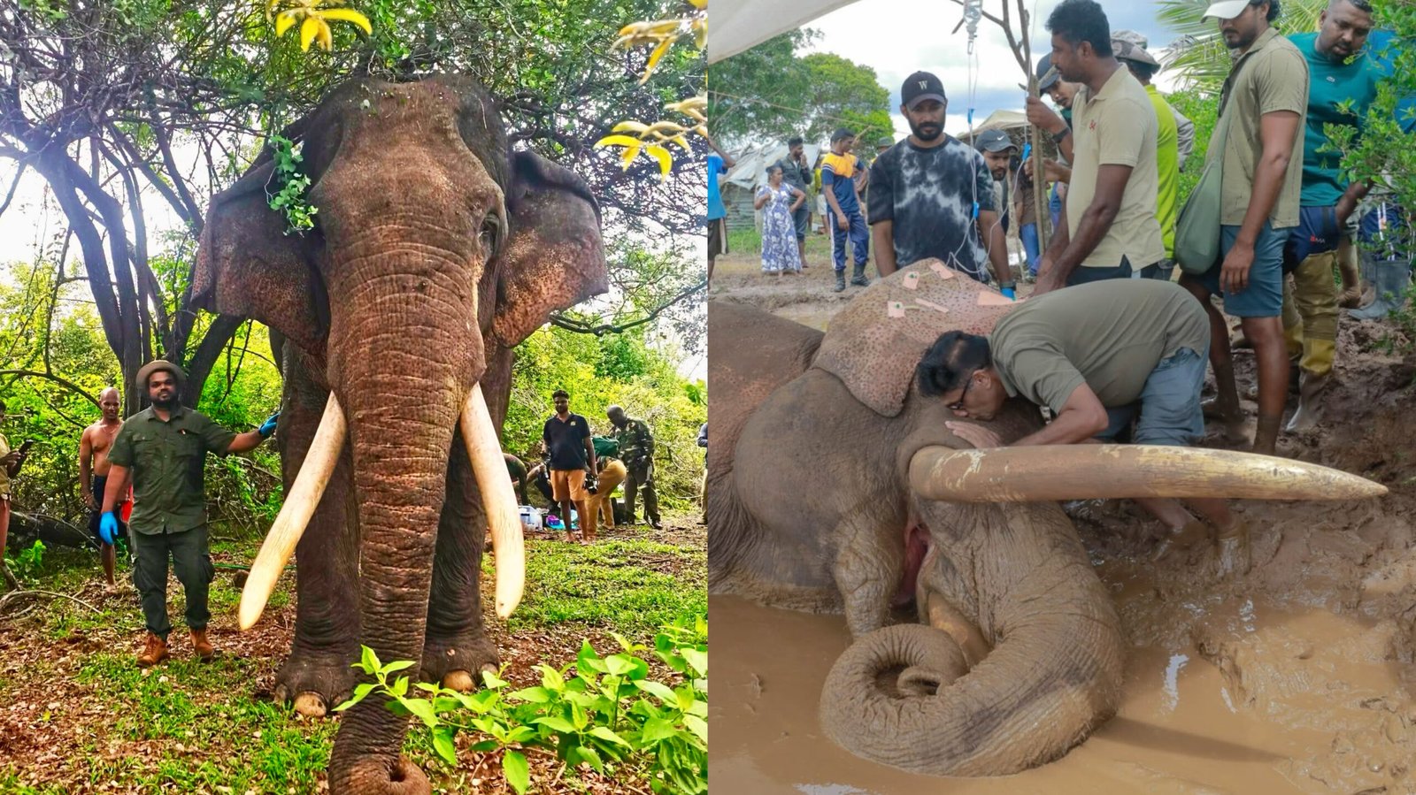 Read more about the article ശ്രീലങ്കയിലെ കാട്ടാന ഭീമൻ കാവന്തിസ്സ ചരിഞ്ഞു; വെടിയേറ്റതിനുശേഷം ഉള്ള ചികിത്സ വിഫലം