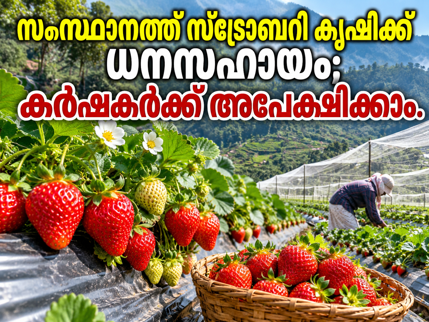 You are currently viewing സംസ്ഥാനത്ത് സ്ട്രോബറി കൃഷിക്ക് ധനസഹായം; കർഷകർക്ക് അപേക്ഷിക്കാം